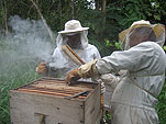 Inspection d'une ruche