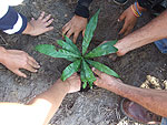 Plantando un árbol con estudiantes del colegio Waldorf de Cieneguilla