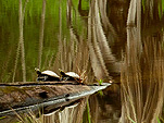 Des tortues charapa prenant leur bain de soleil dans la lagune